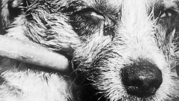 [Asal Virus Zombie] Kemungkinan Berkembang Melalui Hybrid Rabies-Flu ?