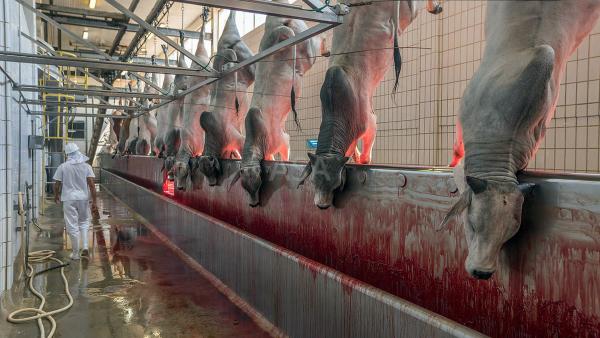 Rumah Jagal Hewan Neraka Bumi