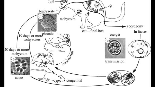 Toxoplasma gondii - Cover